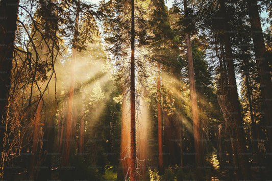 What Is Sunfiber?